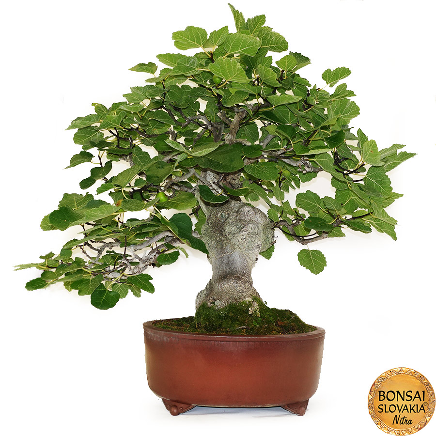 BONSAI: FIGOVNÍK, FICUS CARICA