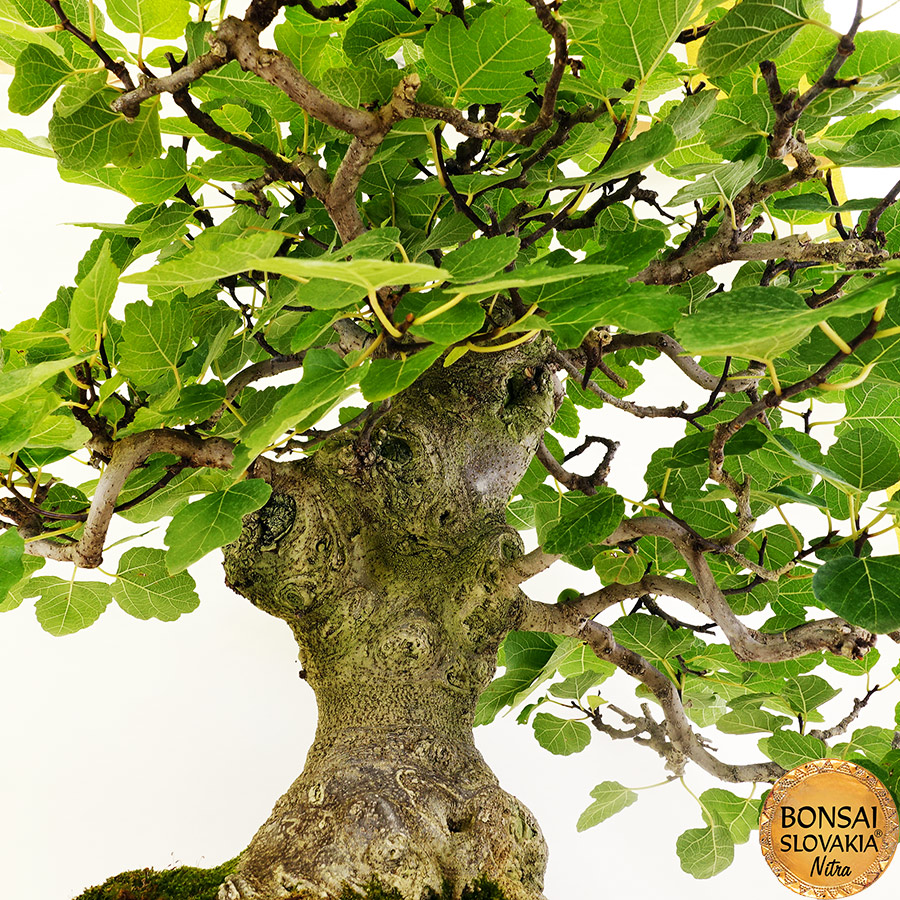 BONSAI: FIGOVNÍK, FICUS CARICA