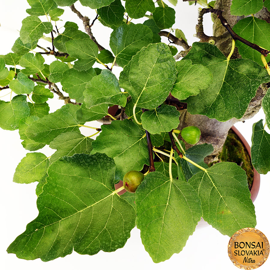 BONSAI: FIGOVNÍK, FICUS CARICA