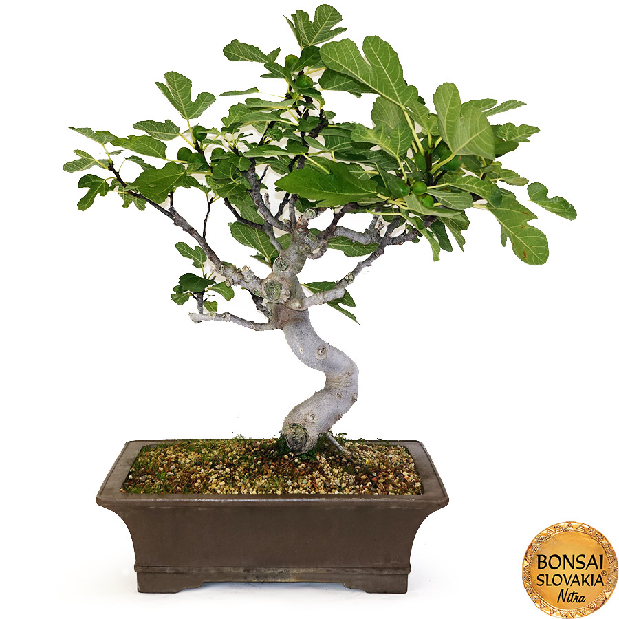 BONSAI: FIGOVNÍK, FICUS CARICA