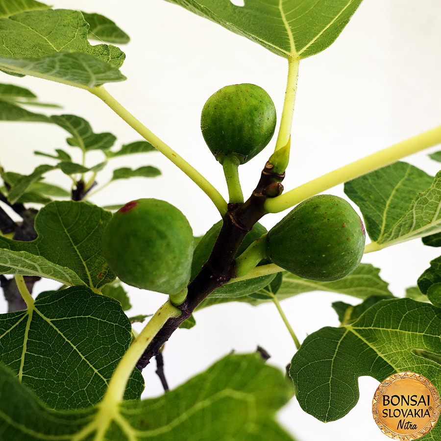 BONSAI: FIGOVNÍK, FICUS CARICA