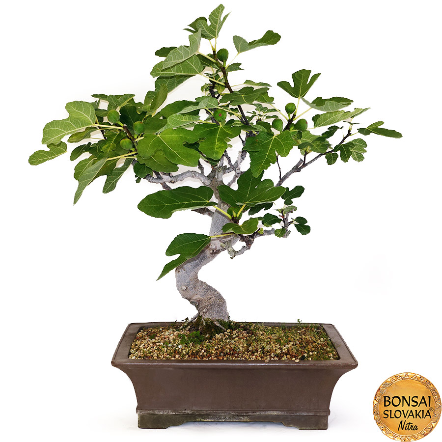 BONSAI: FIGOVNÍK, FICUS CARICA