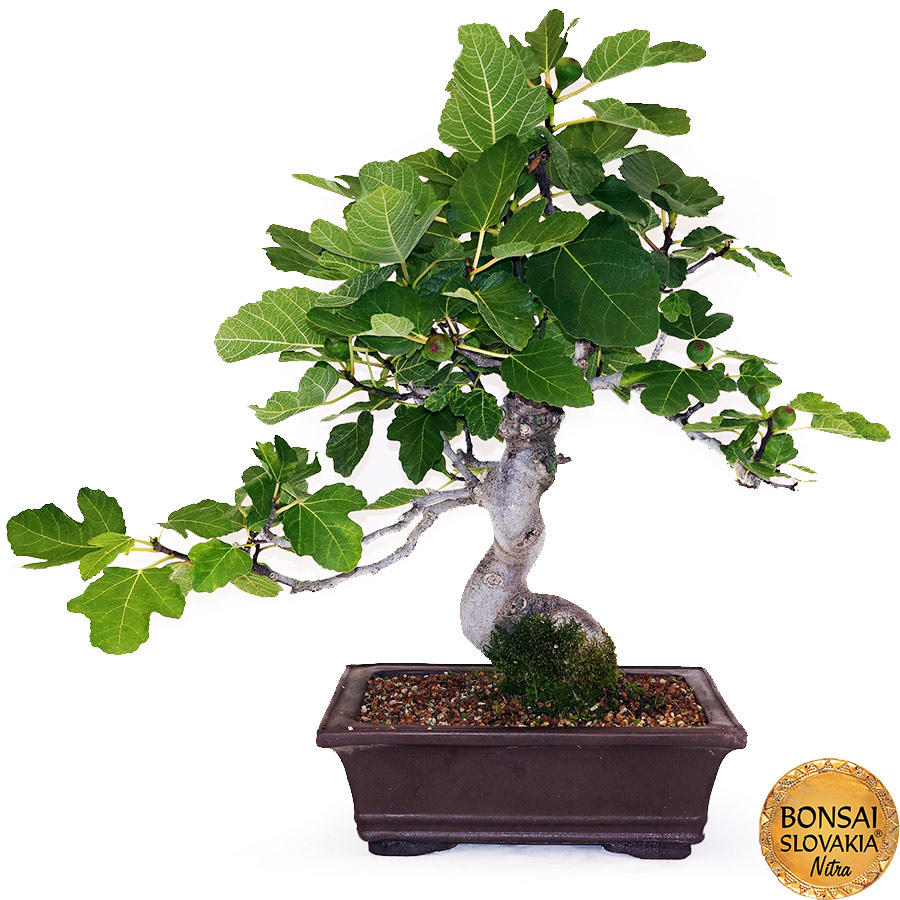 BONSAI: FIGOVNÍK 75cm