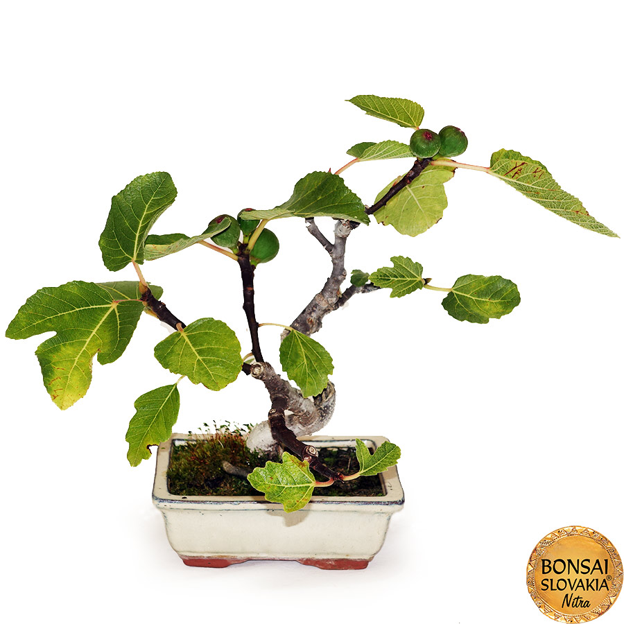 BONSAI: FIGOVNÍK, FICUS CARICA