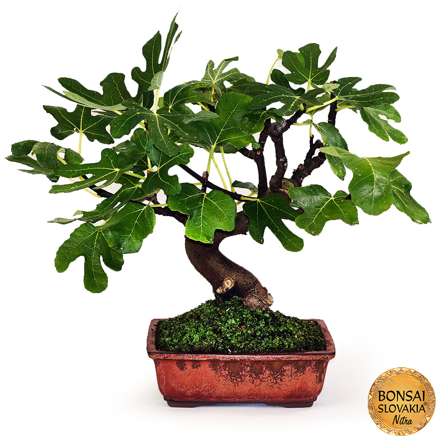 BONSAI: FIGOVNÍK, FICUS CARICA