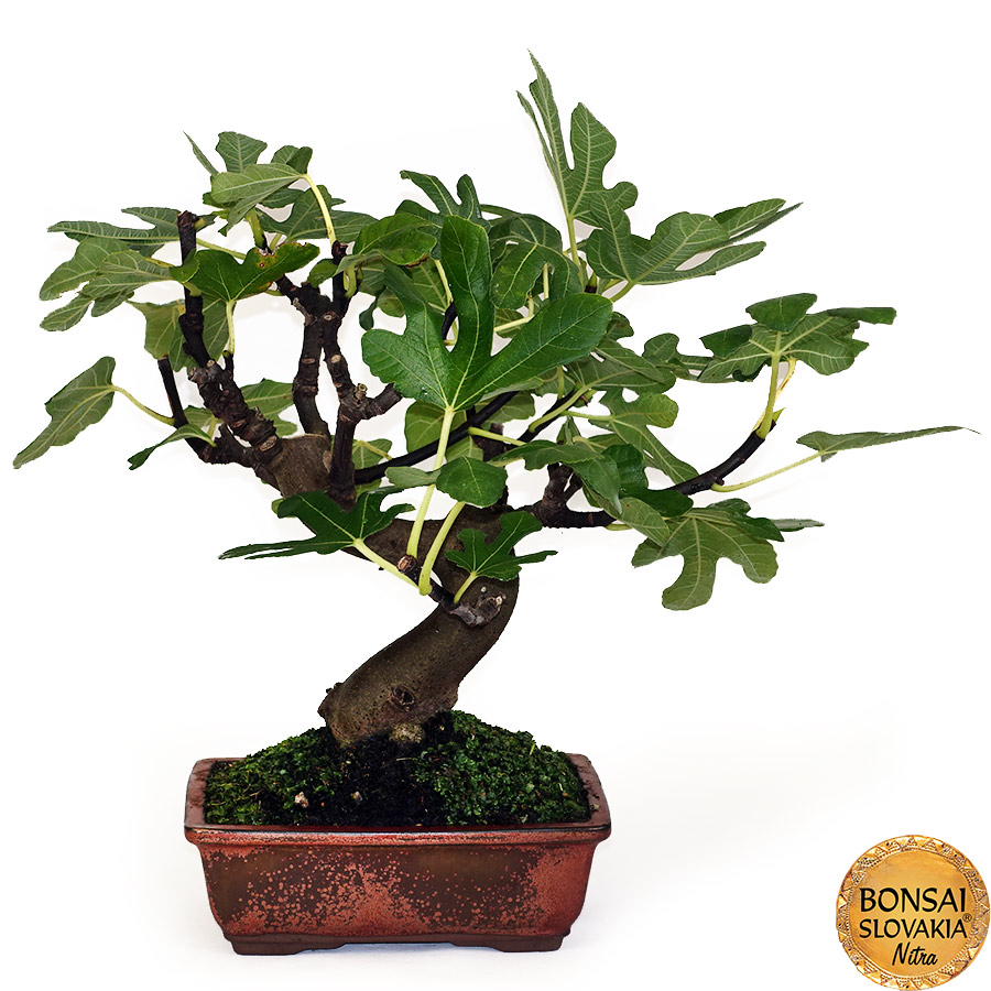 BONSAI: FIGOVNÍK, FICUS CARICA