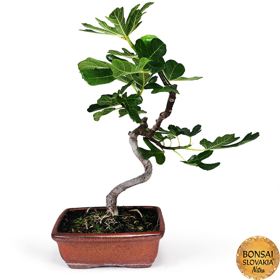 BONSAI: FIGOVNÍK, FICUS CARICA