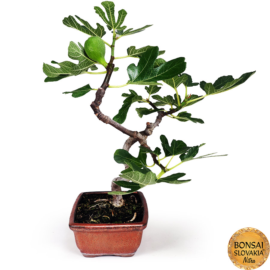 BONSAI: FIGOVNÍK, FICUS CARICA