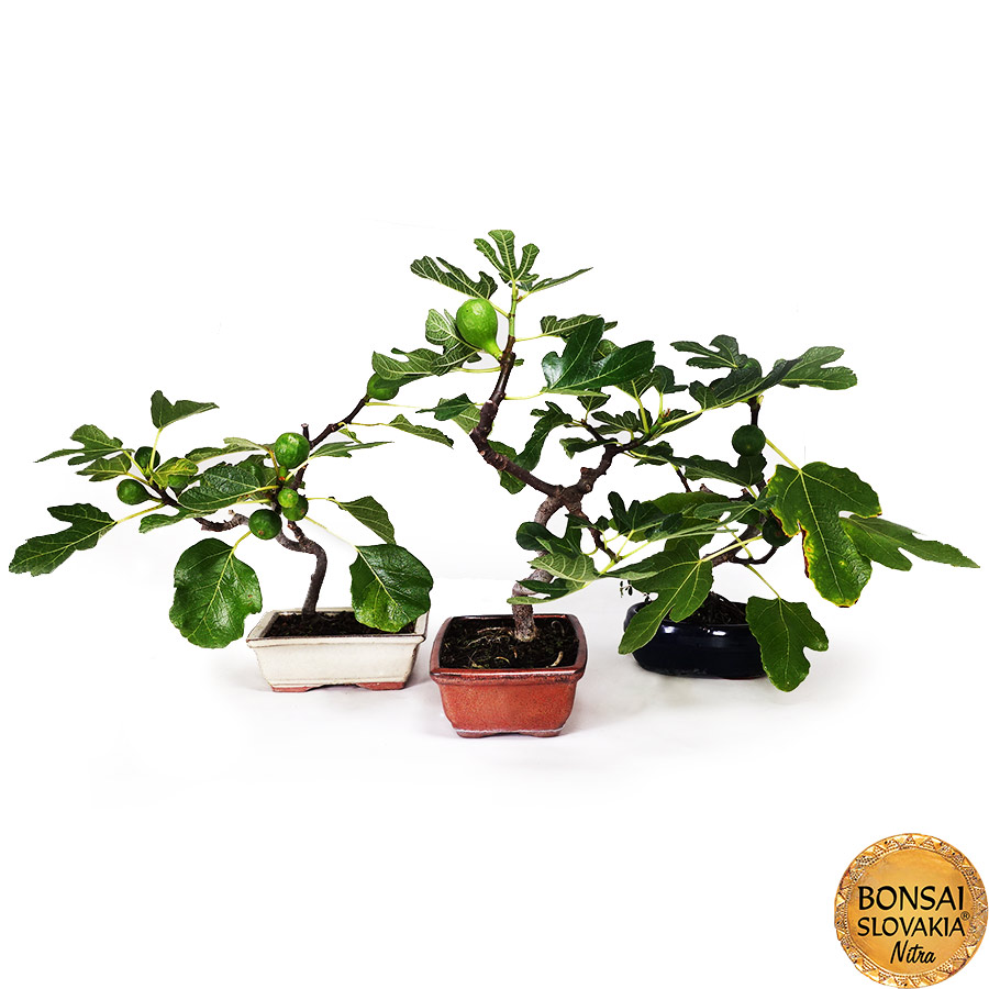 BONSAI: FIGOVNÍK, FICUS CARICA