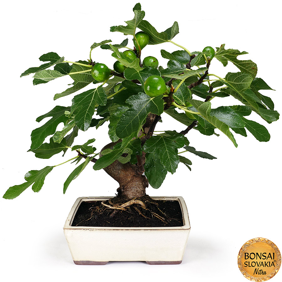 BONSAI: FIGOVNÍK, FICUS CARICA