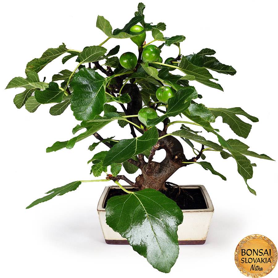 BONSAI: FIGOVNÍK, FICUS CARICA