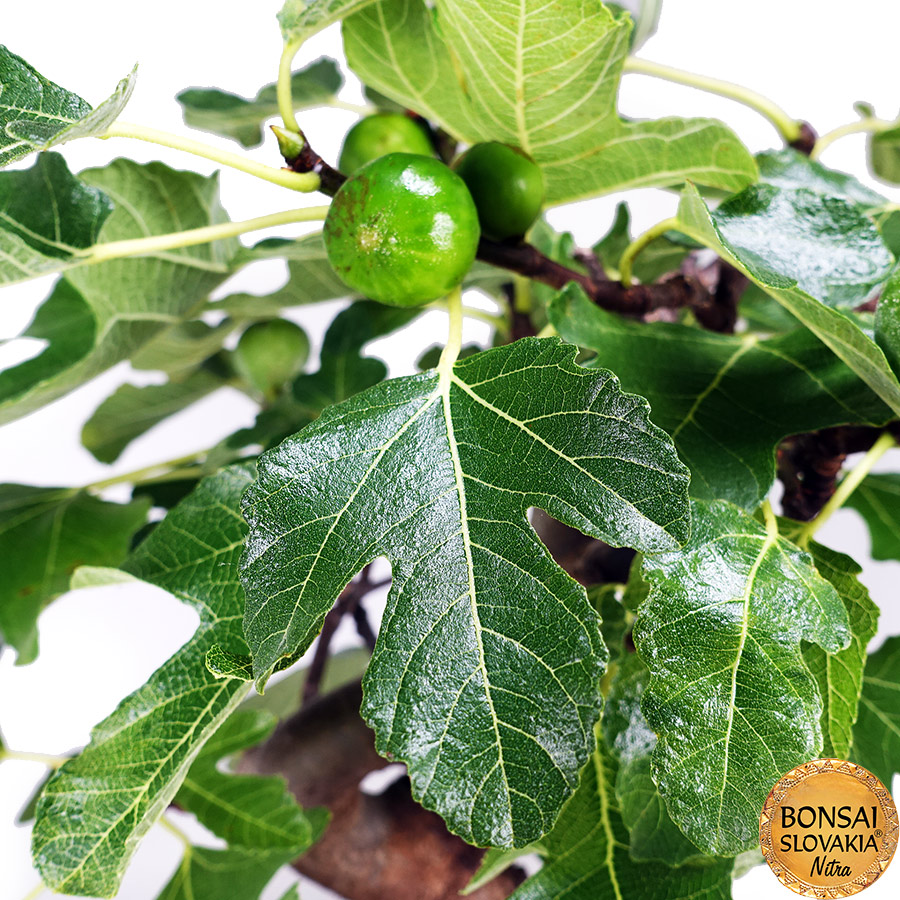 BONSAI: FIGOVNÍK, FICUS CARICA