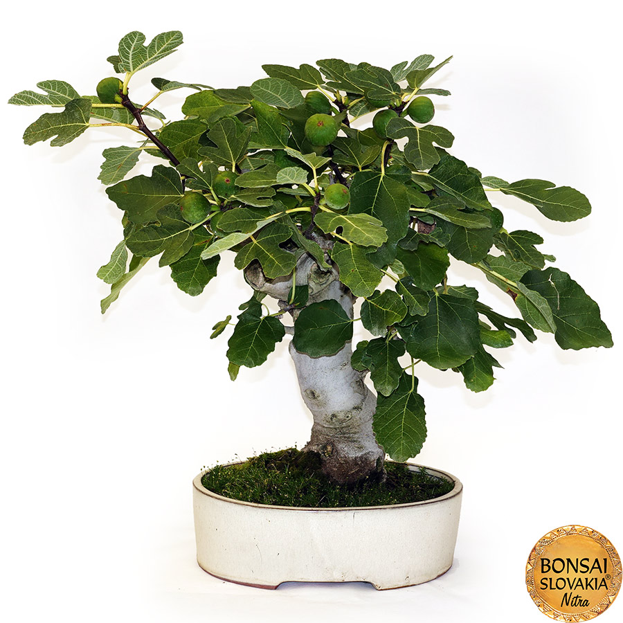 BONSAI: FIGOVNÍK, FICUS CARICA 