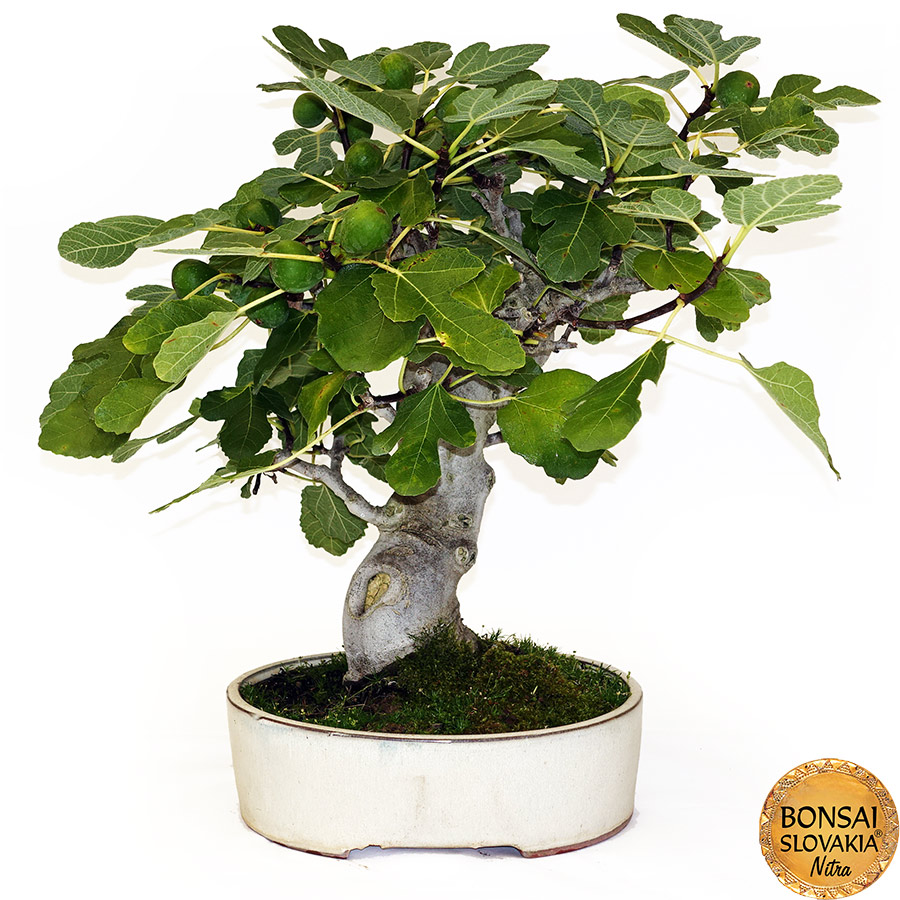 BONSAI: FIGOVNÍK, FICUS CARICA 