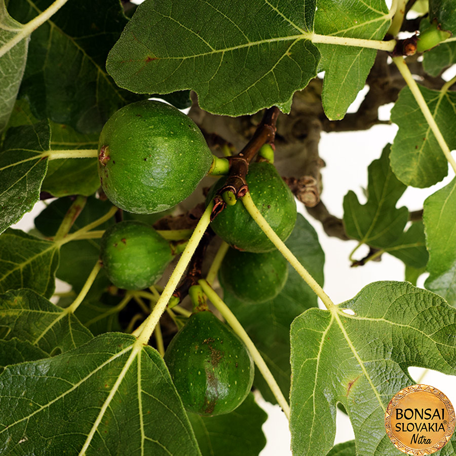 BONSAI: FIGOVNÍK, FICUS CARICA 