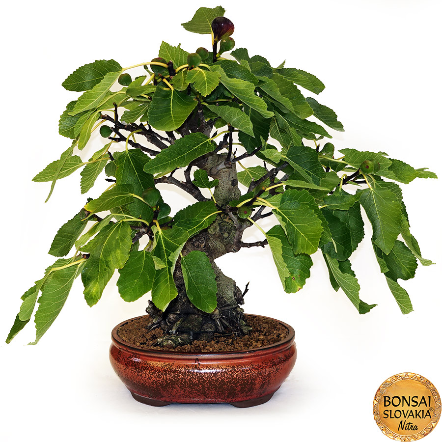 BONSAI: FIGOVNÍK, FICUS CARICA