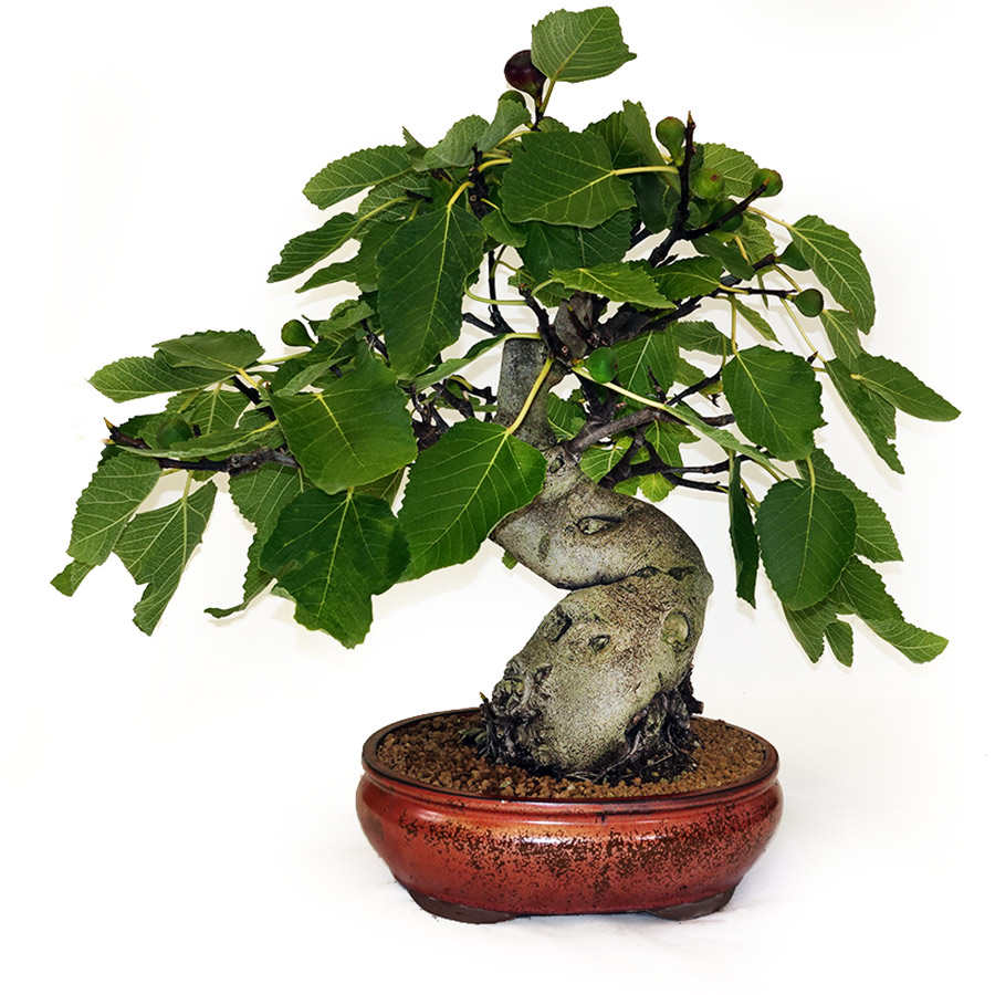 BONSAI: FIGOVNÍK, FICUS CARICA