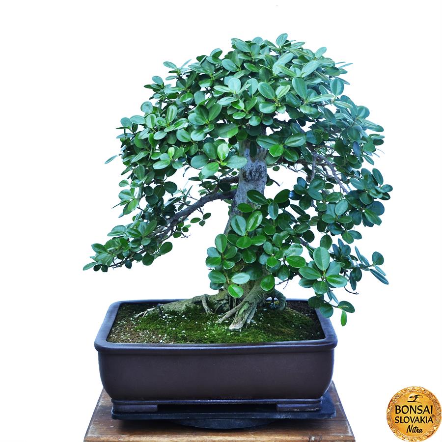 FICUS RETUSA - PANDA