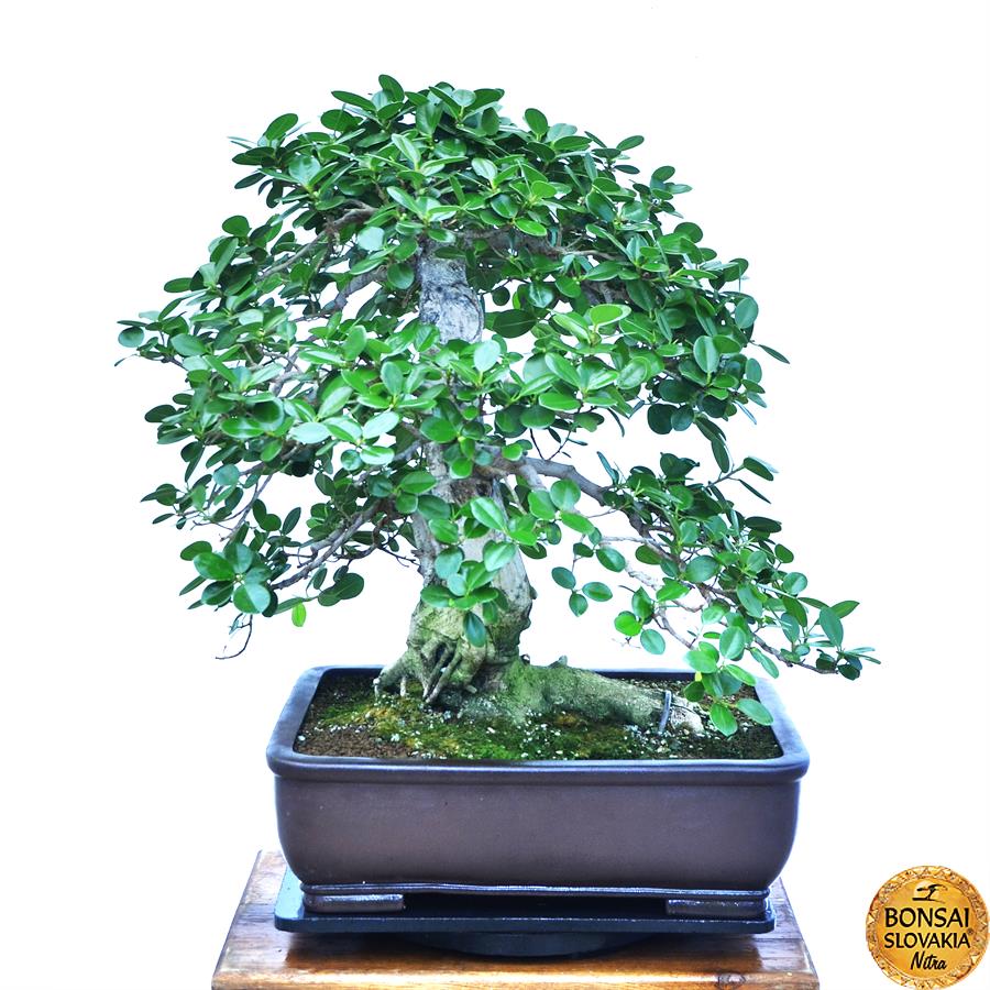 FICUS RETUSA - PANDA