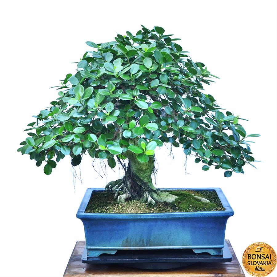 FICUS RETUSA - PANDA