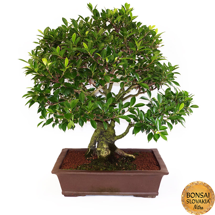 BONSAI: Fikus vykrojený, Ficus retusa