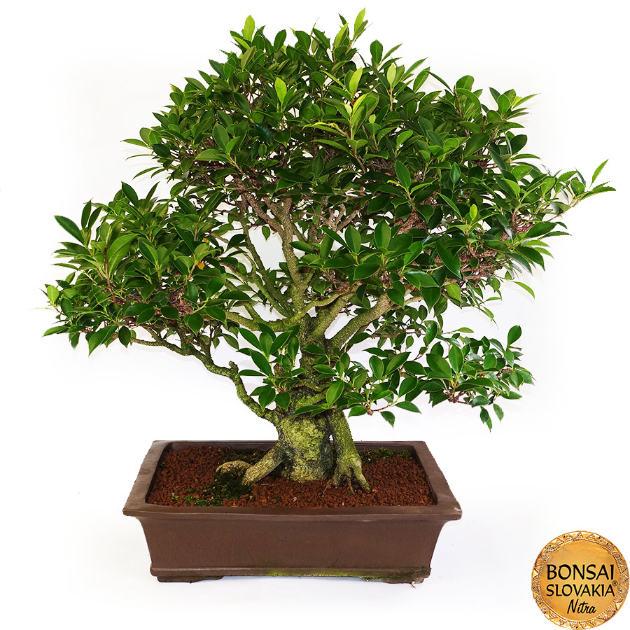 BONSAI: Fikus vykrojený, Ficus retusa