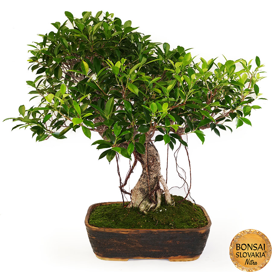 BONSAI: Fikus vykrojený, Ficus retusa