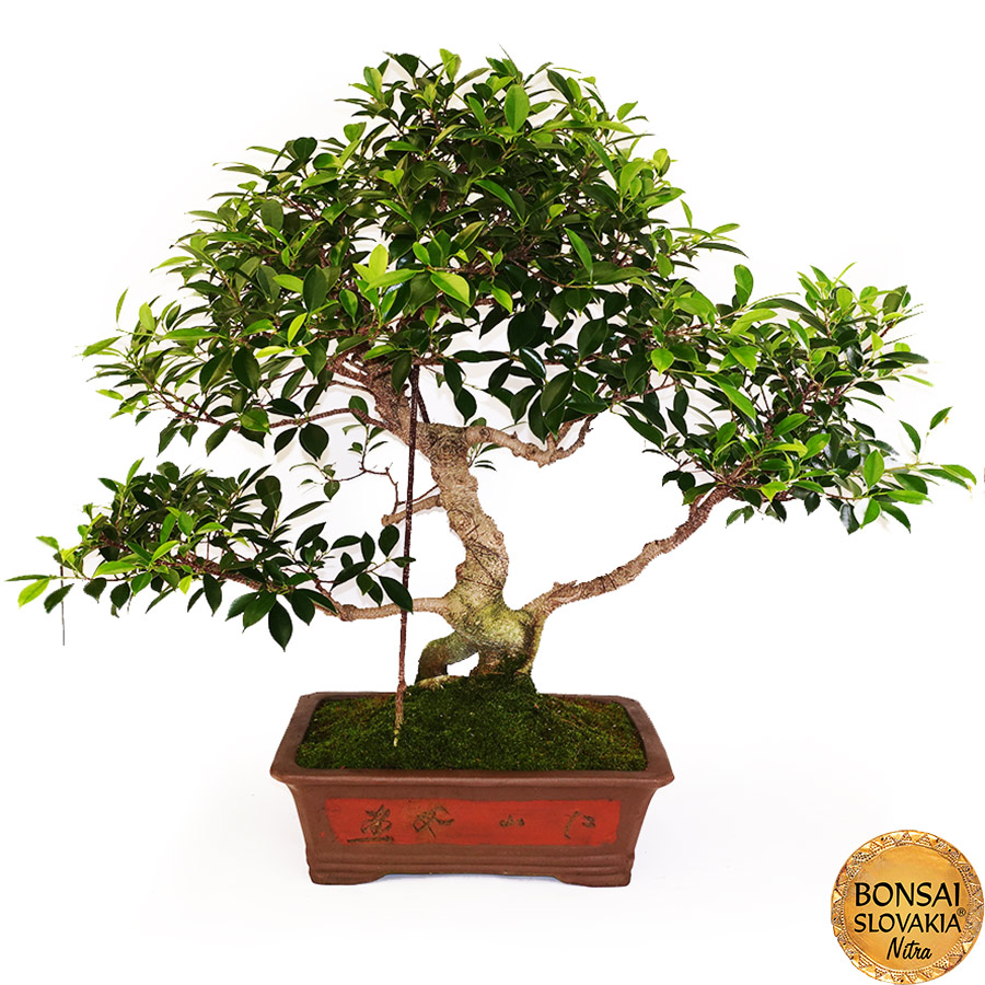 BONSAI: Fikus vykrojený, Ficus retusa