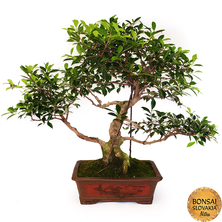 BONSAI: Fikus vykrojený, Ficus retusa