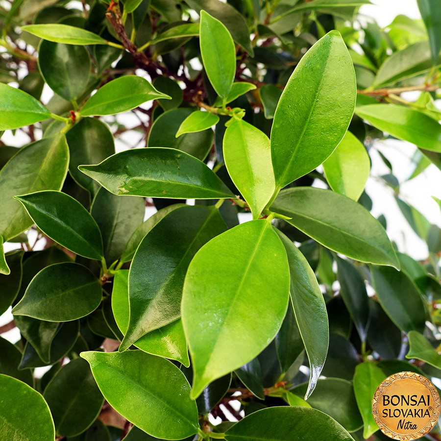 BONSAI: Fikus vykrojený, Ficus retusa