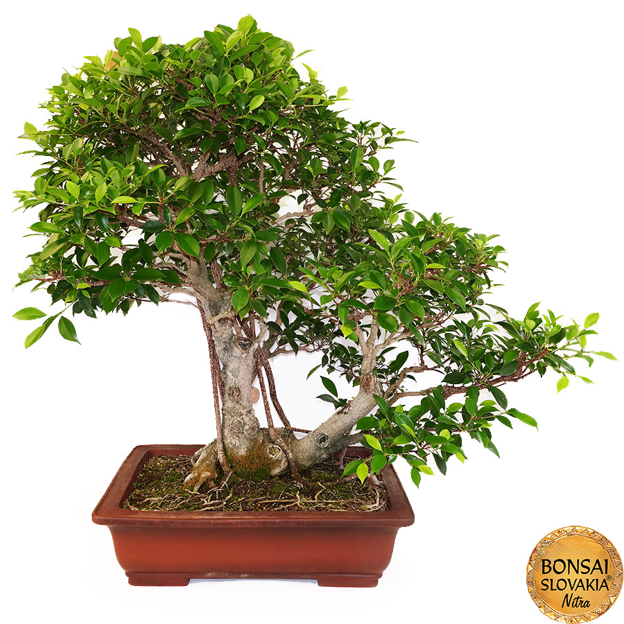 BONSAI: FICUS RETUSA, 90cm