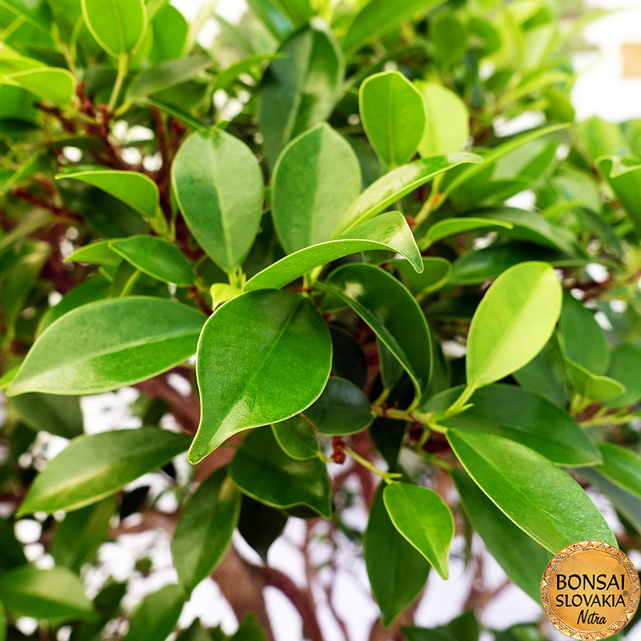BONSAI: FICUS RETUSA, 90cm