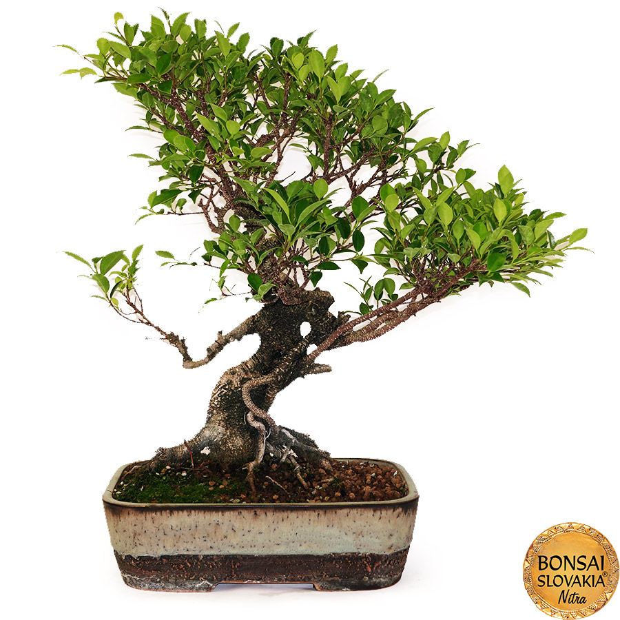 BONSAI: FICUS RETUSA, 64cm