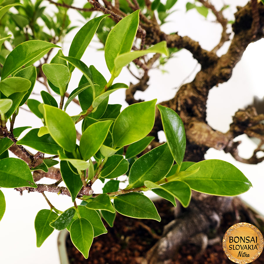 BONSAI: FICUS RETUSA, 64cm