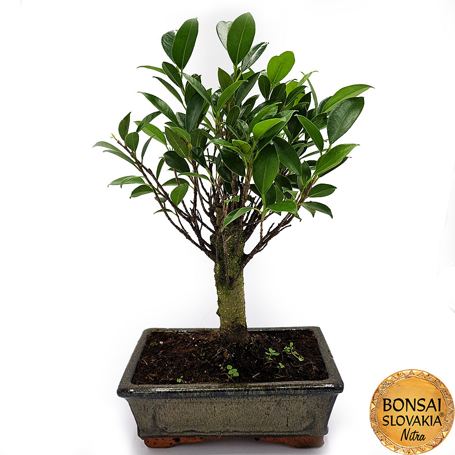  BONSAI: FICUS RETUSA