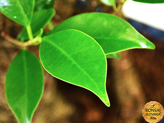 FICUS RETUSA, výška 65-70 cm