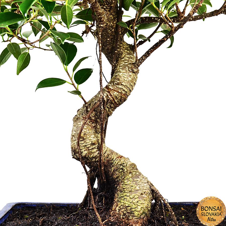 FICUS RETUSA, 45cm