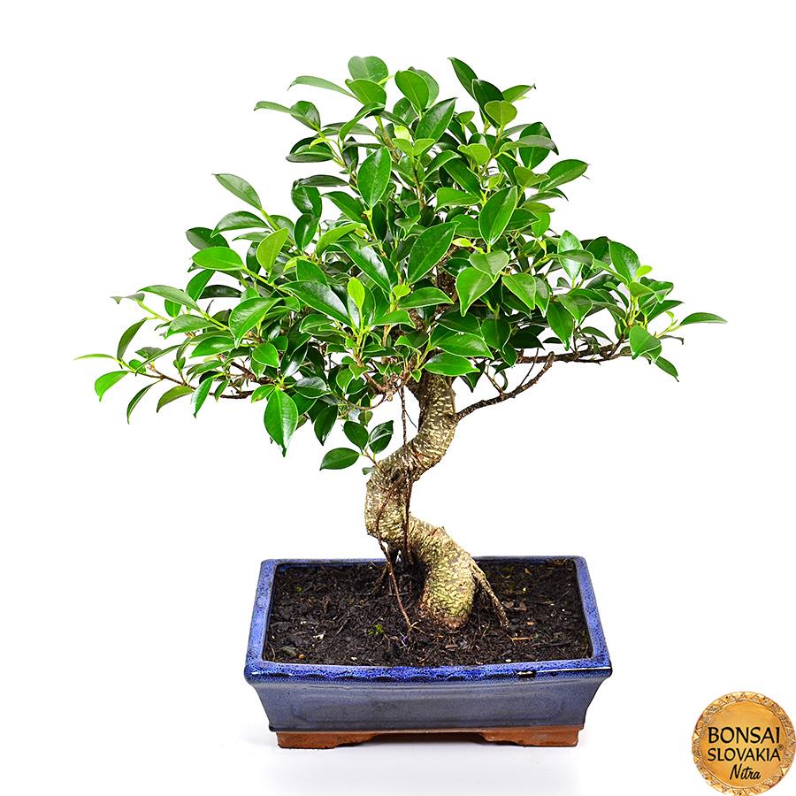 FICUS RETUSA, 45cm