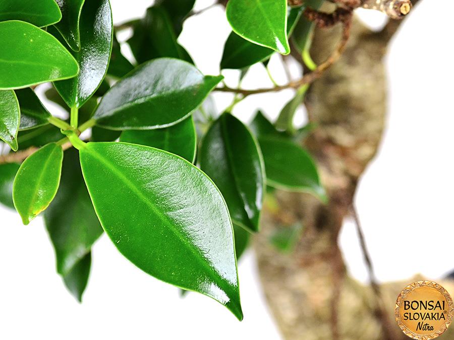 FICUS RETUSA, 45cm