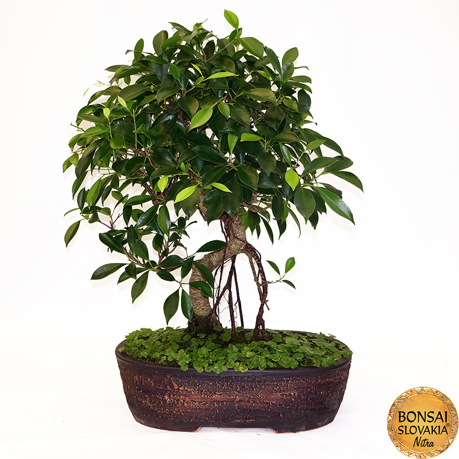 BONSAI: Fikus vykrojený, Ficus retusa 60cm