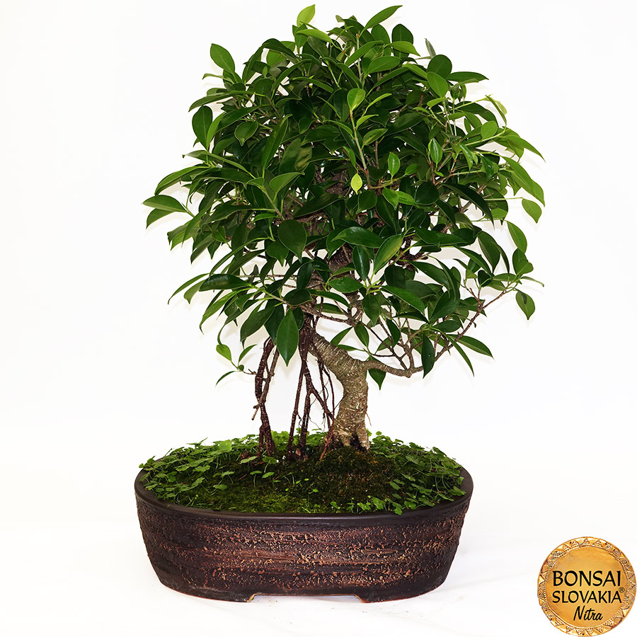 BONSAI: Fikus vykrojený, Ficus retusa 60cm