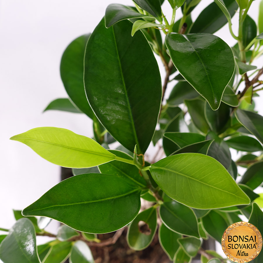  FICUS RETUSA, 30cm