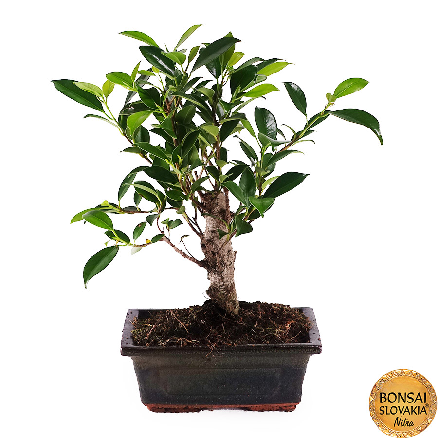 FICUS RETUSA, 30cm