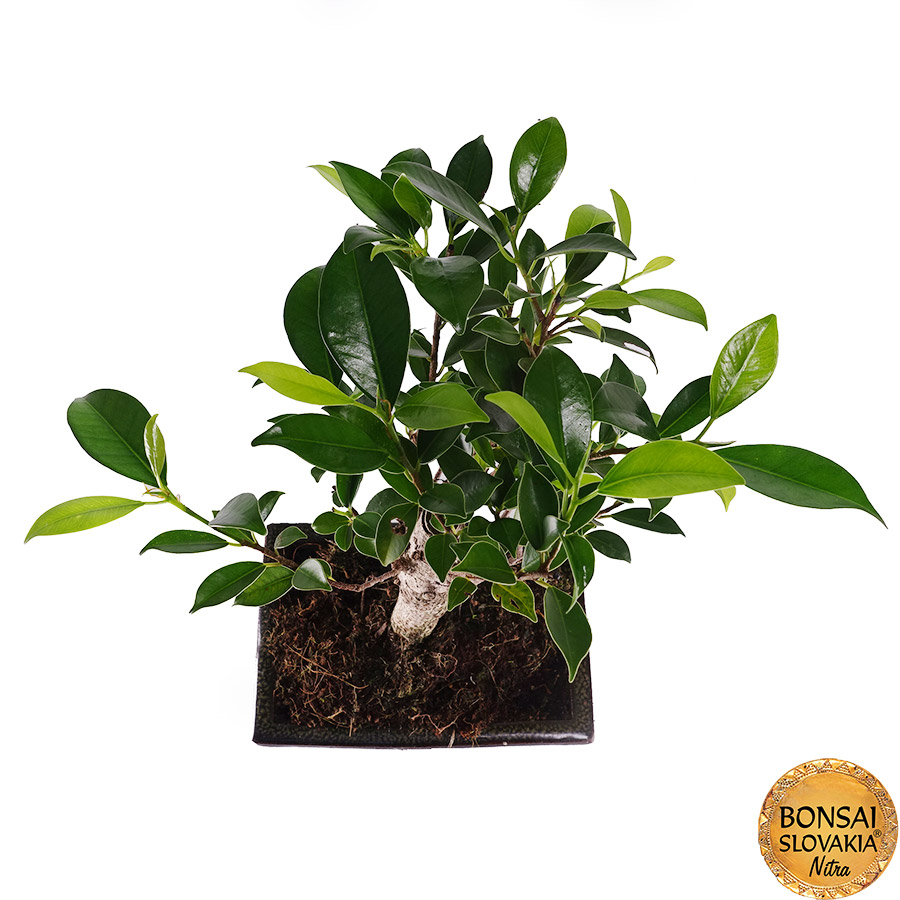 FICUS RETUSA, 30cm