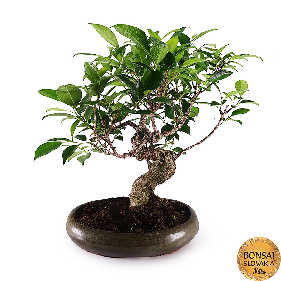 ficus retusa