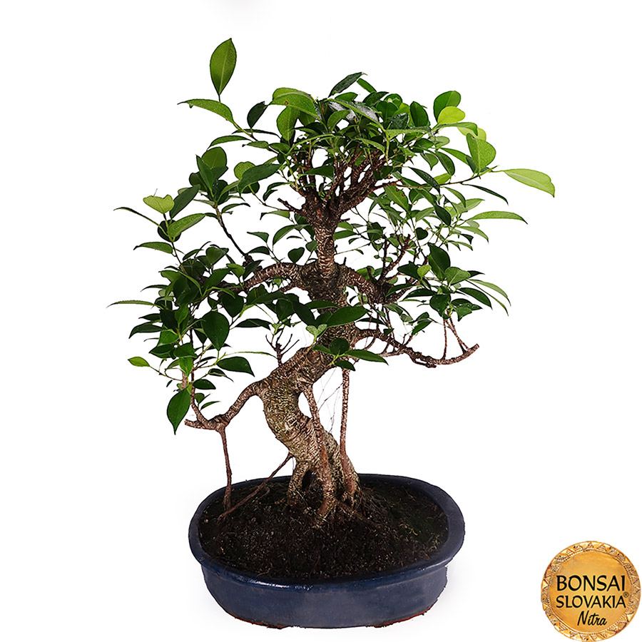 ficus retusa