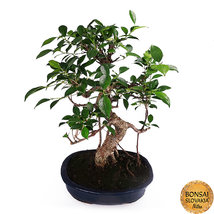 ficus retusa