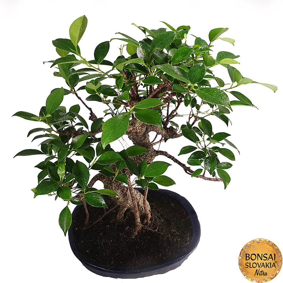 ficus retusa