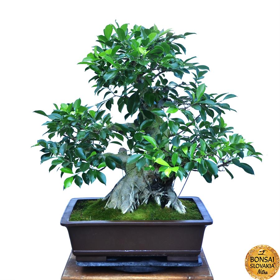 ficus retusa