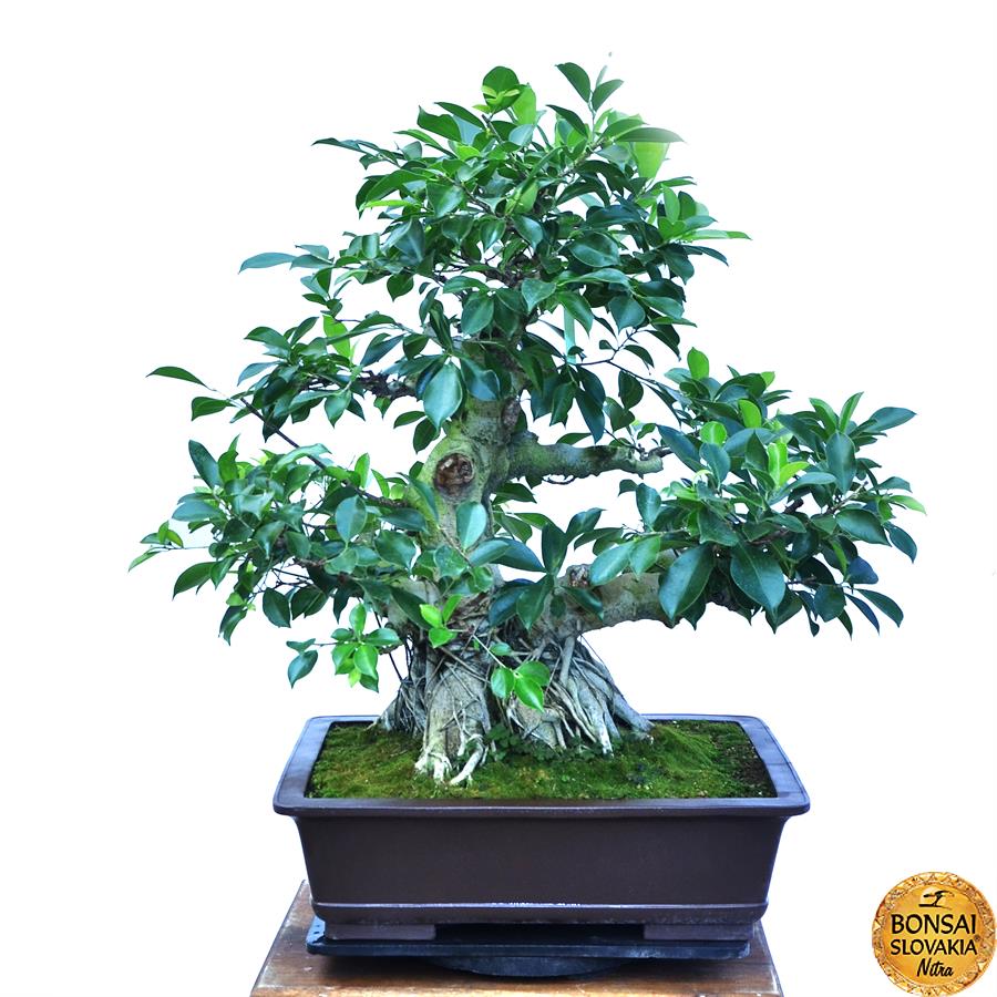 ficus retusa